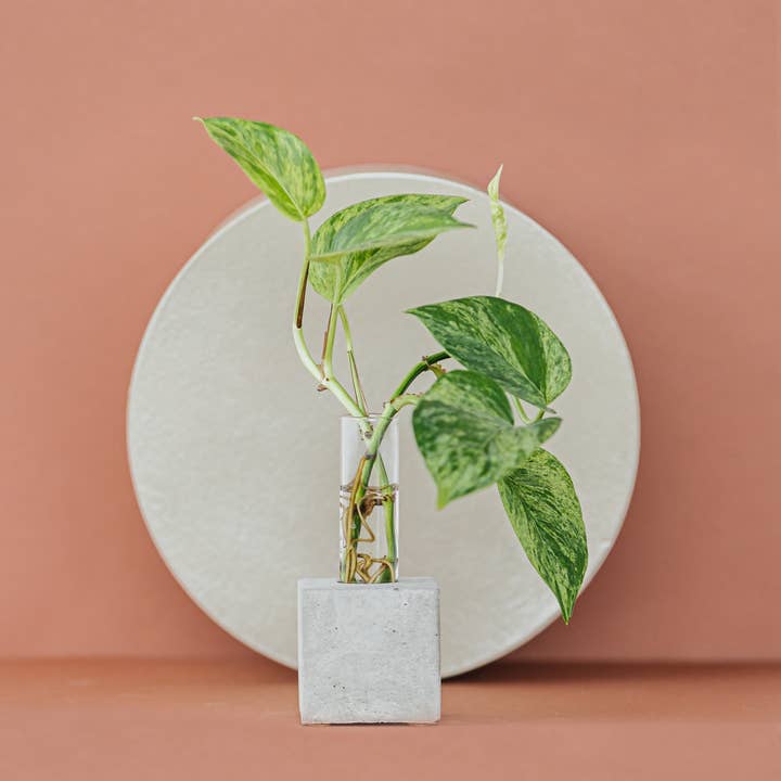 The Plant Supply - Wholesale Vase - Propagation Vase | Cutting Holder and Propagation Station