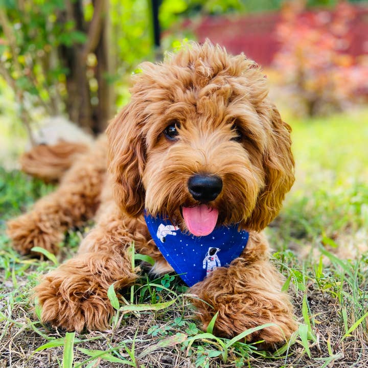 BibbyBubby - Wholesale Pet Bandana - Dog - Ketchup & Mustard Dog Bandana, Summer BBQ (Limited Run)12