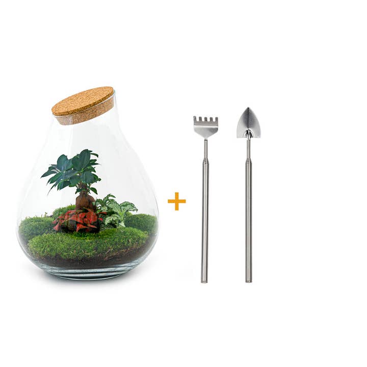 Trendhero.nl/b2b – Großhandel Terrarium – Terrarium-Bausatz – XL Tropfen mit Ficus Ginseng Bonsai – Flaschengarten – Höhe 37 cm4