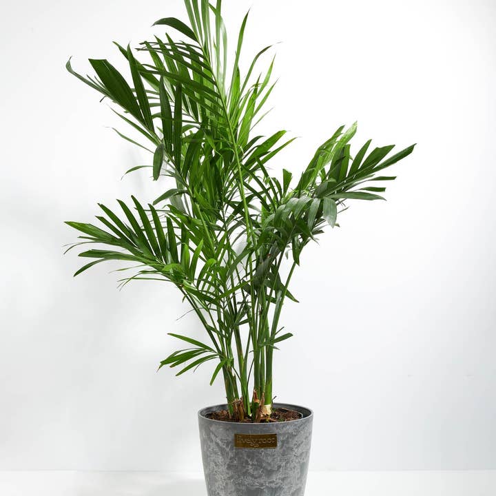 Lively Root - Wholesale Live Plant - Areca Palm Indoor Tree15