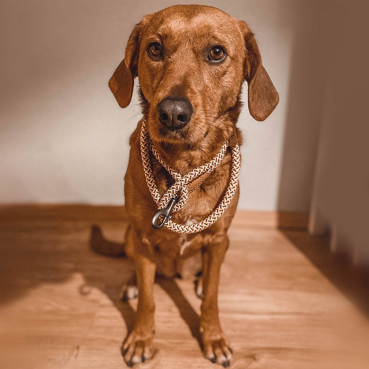 ne&no - Wholesale Pet Leash - Dog - ne&no® Design City Leash from Rope – 120 cm - fixed Dog Leash12