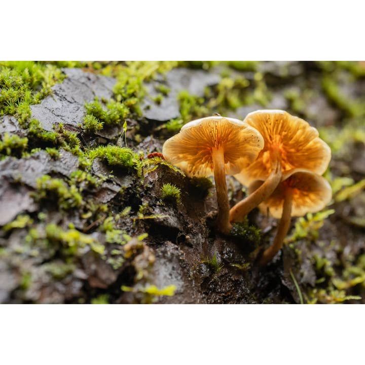 Tirage photo "Parapluies" • Oregon, Champignons, PNW pour la vente par Andrea Morris Art