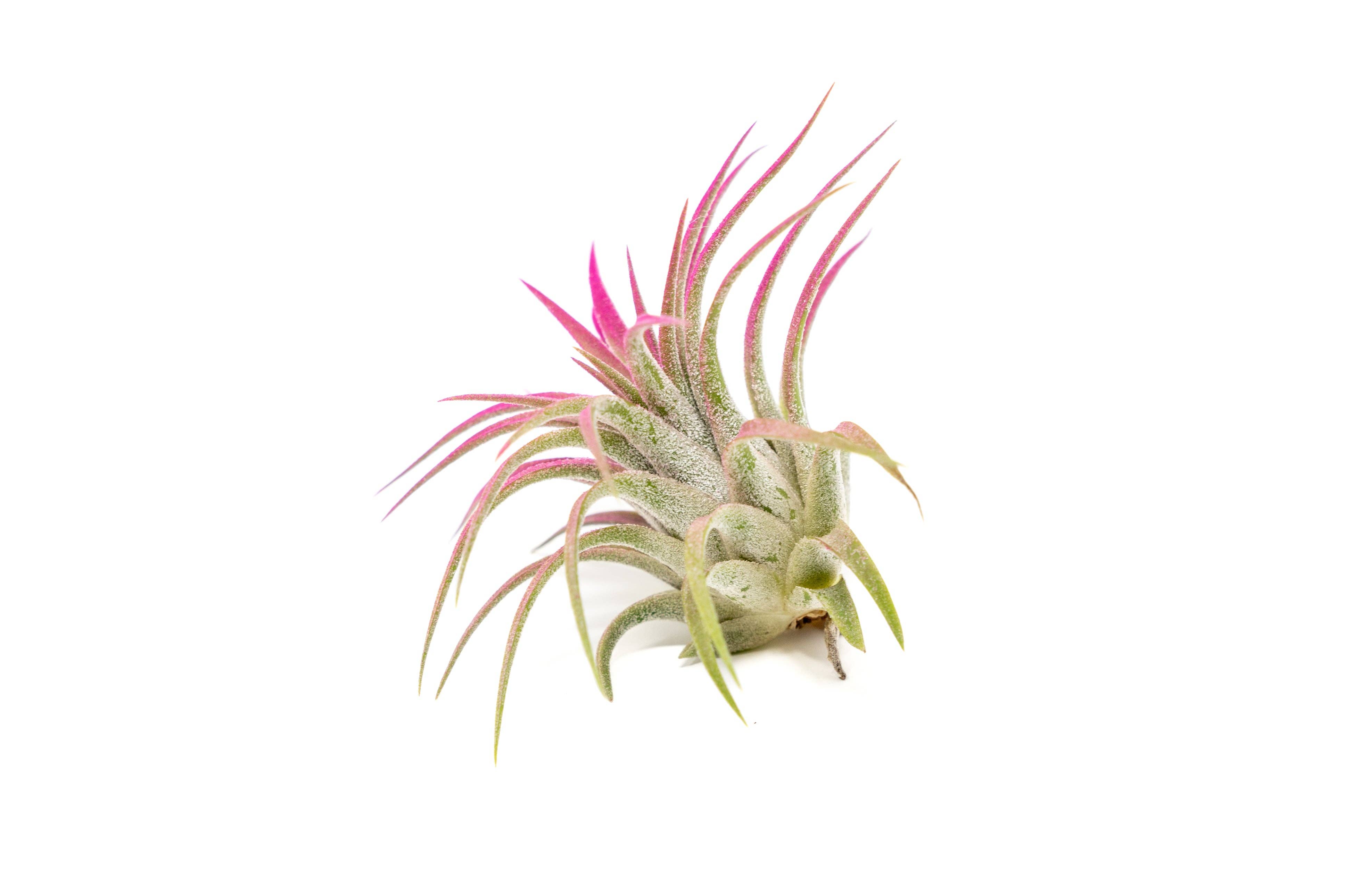Air Plant Shop - Wholesale Live Plant - Color Enhanced Tillandsia Ionantha Rubra Air Plants23