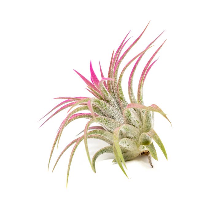 Air Plant Shop - Wholesale Live Plant - Color Enhanced Tillandsia Ionantha Rubra Air Plants23