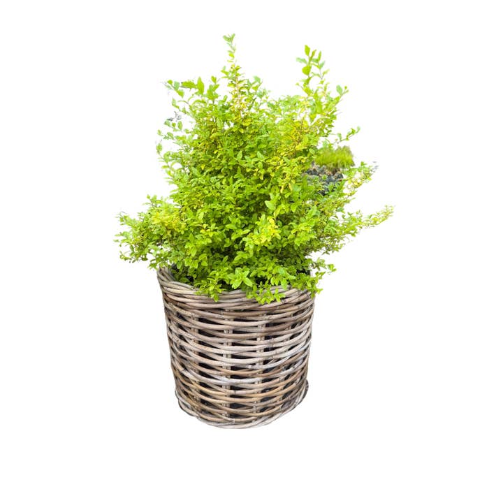 Basketly - Wholesale Plant Pot - Rattan Planter Basket