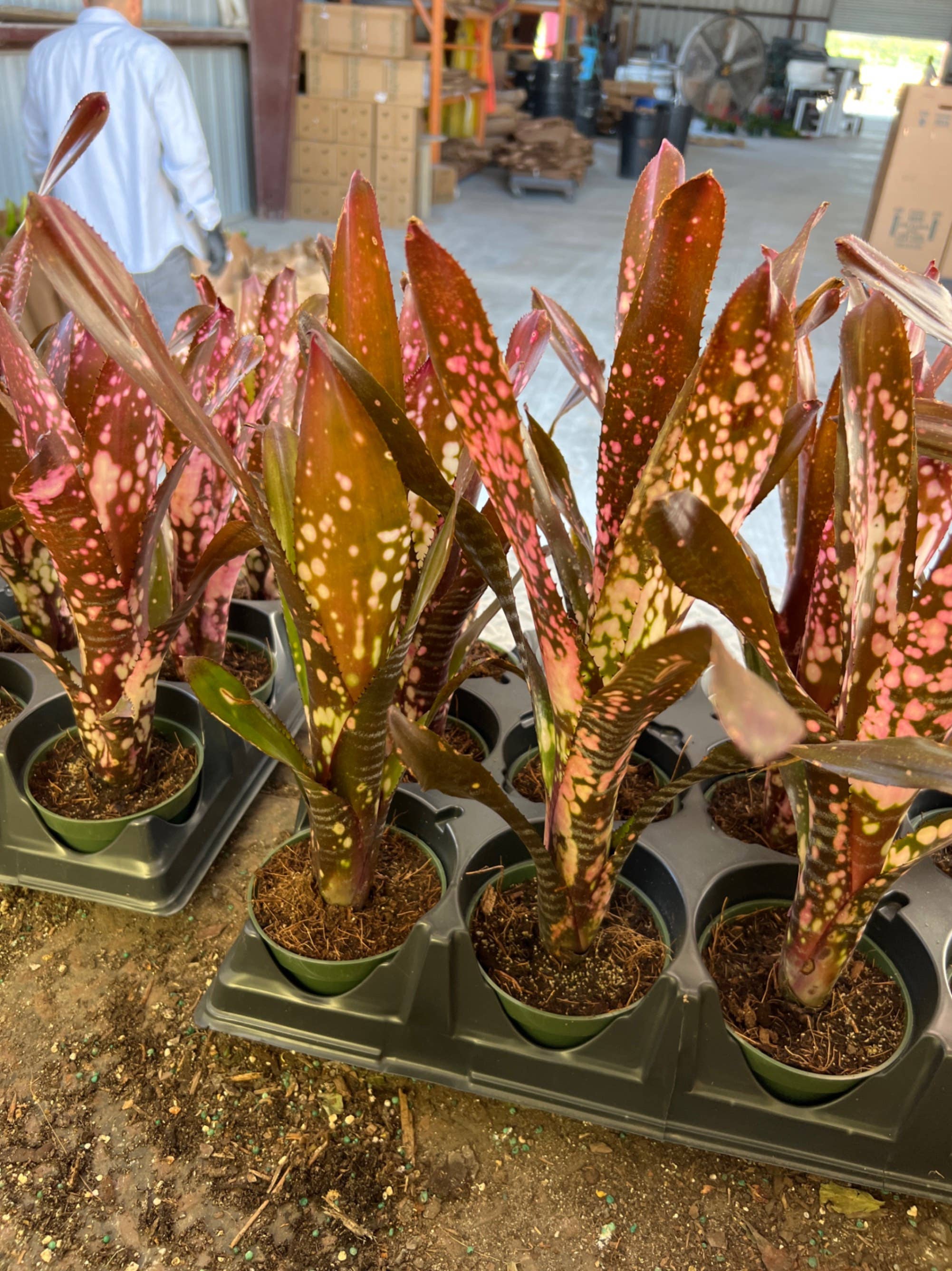 Triad Plants - Wholesale Live Plant - 4" Bromeliad Billbergia Hallelujah