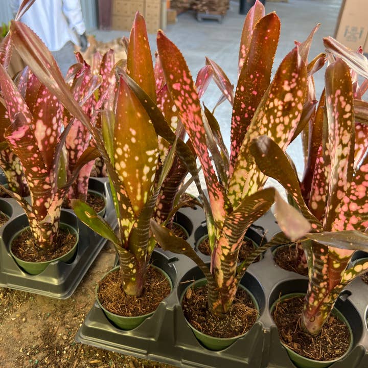 Triad Plants - Wholesale Live Plant - 4" Bromeliad Billbergia Hallelujah0