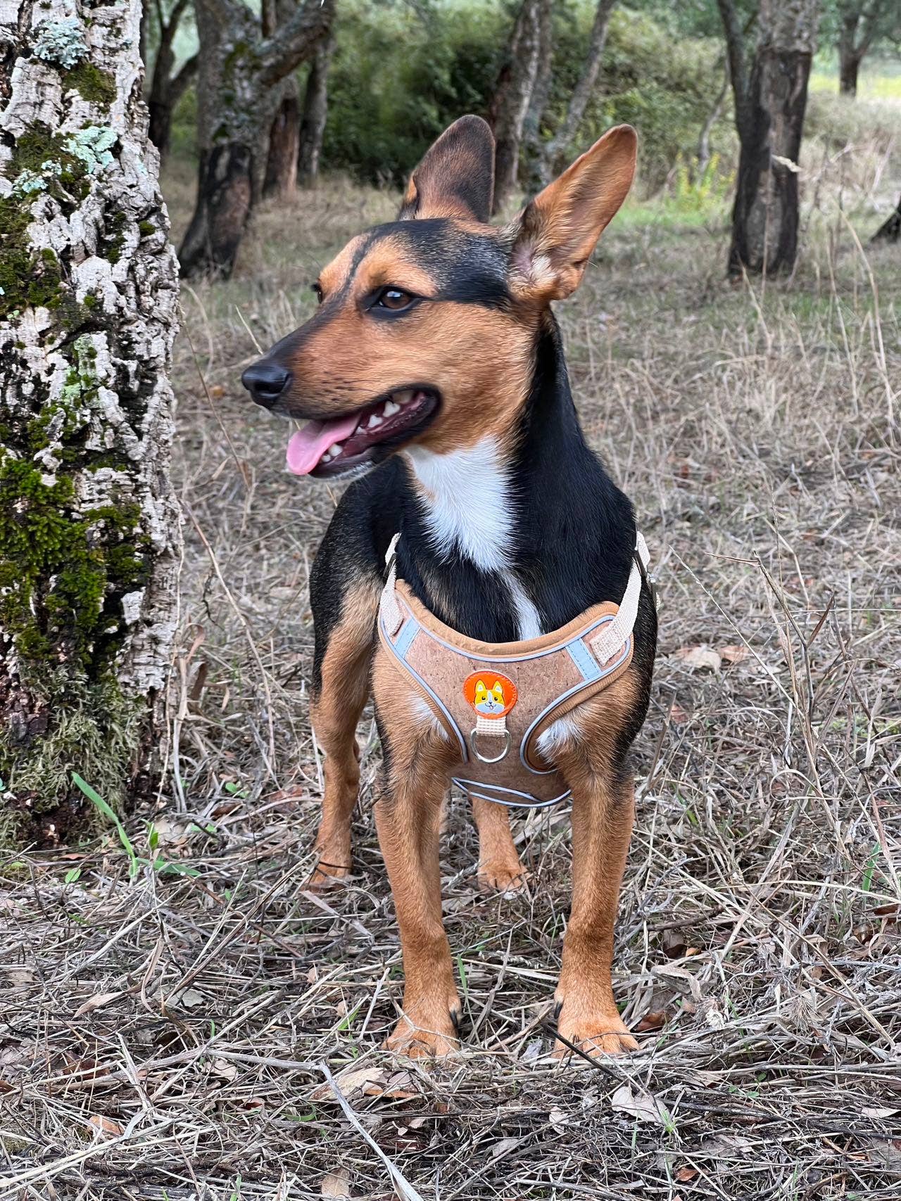 Meninas Bonitas Cork - Venta al por mayor Arnés - Perros - Set de arnés y correa de corcho para perros pequeños - Cómodo y ecológico10