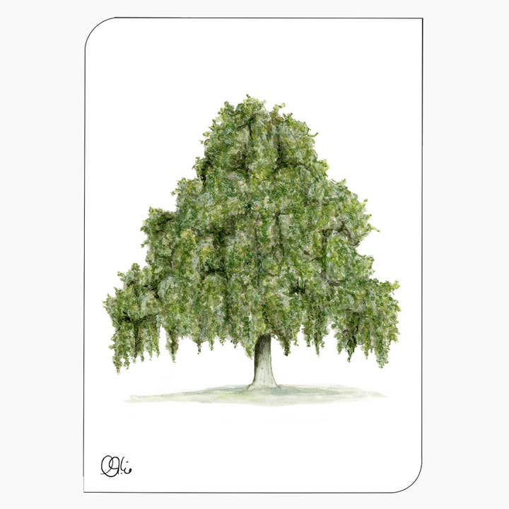 Laubbaum Postkarte - grünes Buchen Aquarell - Aboretumkarte für den Großhandel von christine wiegelmann design