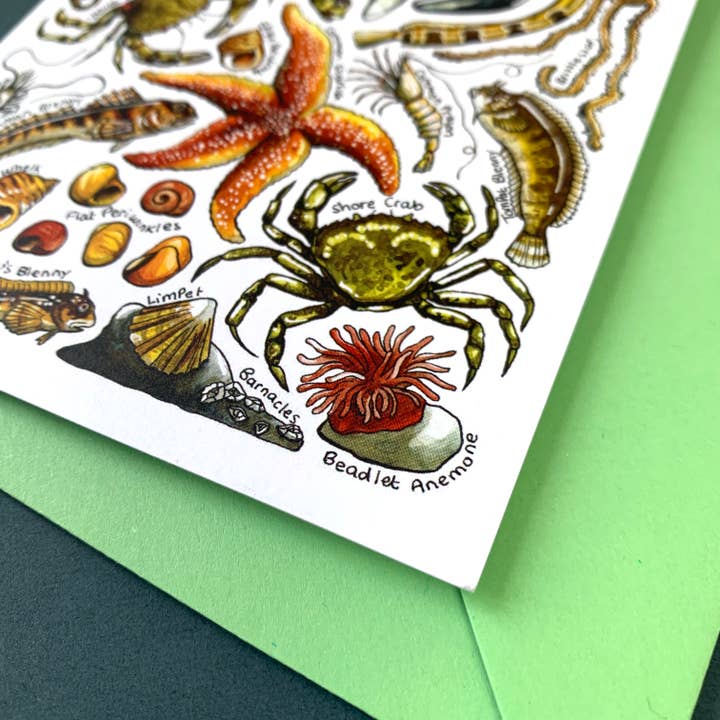 Alexia Claire Ltd - Wholesale Everyday Greeting Card - Rockpools of Britain Art Blank Greeting Card3