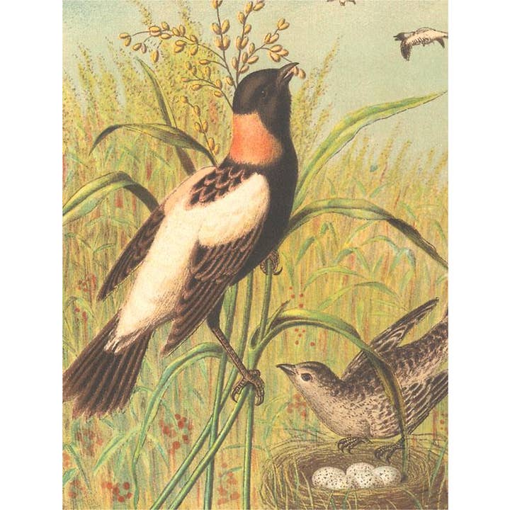 Found Image Press - Wholesale Sticker - Sticker BD-275 Male and Female Longspurs