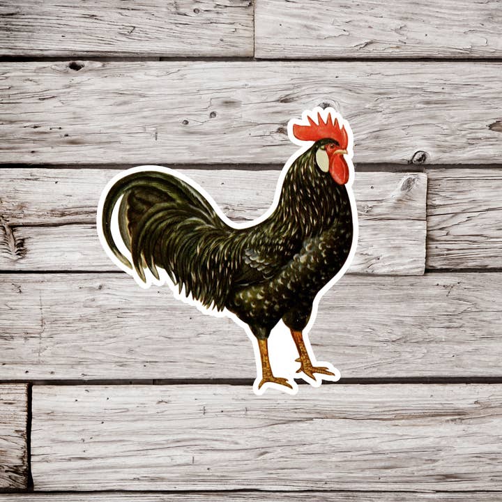 NatureCuts - Wholesale Sticker - Anconas Chicken Sticker, Chicken Sticker, Bird Sticker