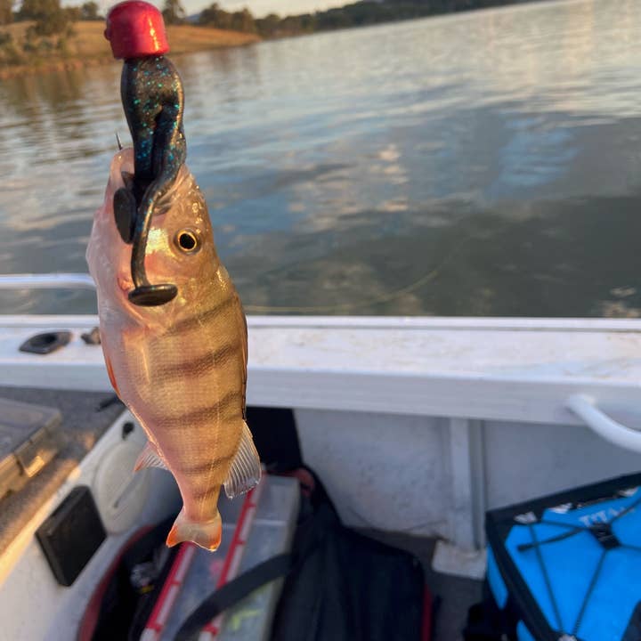 Cod Pro Shop - Wholesale Sporting accessories - Frog soft plastics3