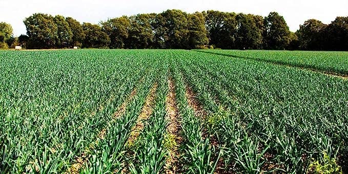 YERBERO – Großhandel Kräuter – Yerbero - Japanischer Knoblauch | Ajo Japones (Allium sativum) 80+ Knoblauchzehen | 3,5 Unzen (100 g) |4