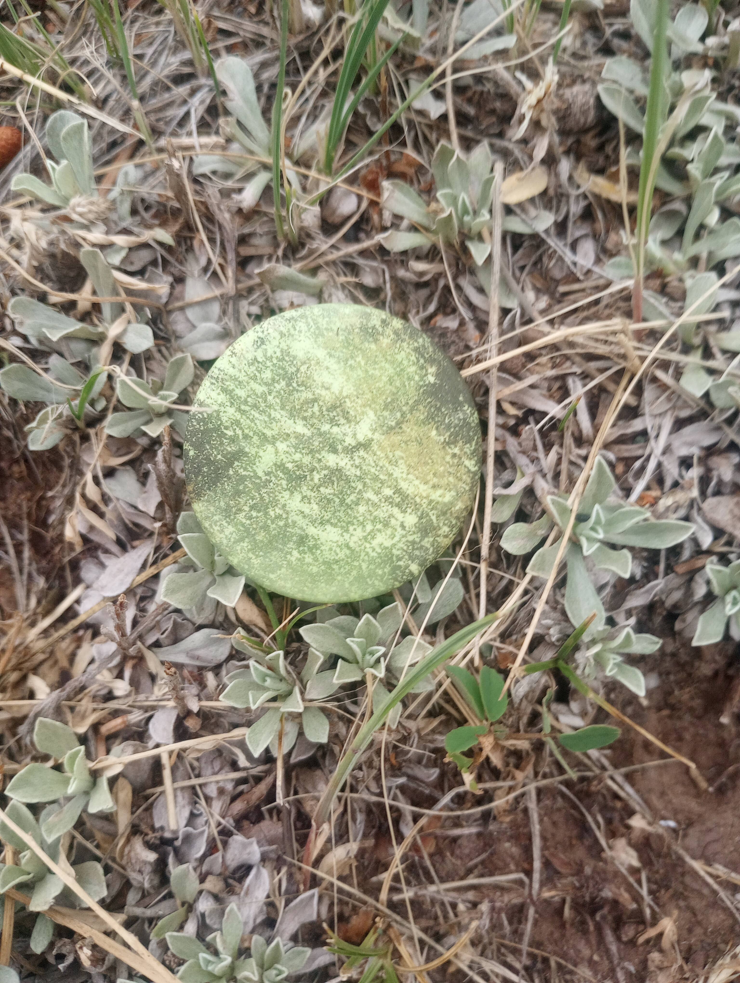 Green High County Moss Button by tomk™ for wholesale on Faire2