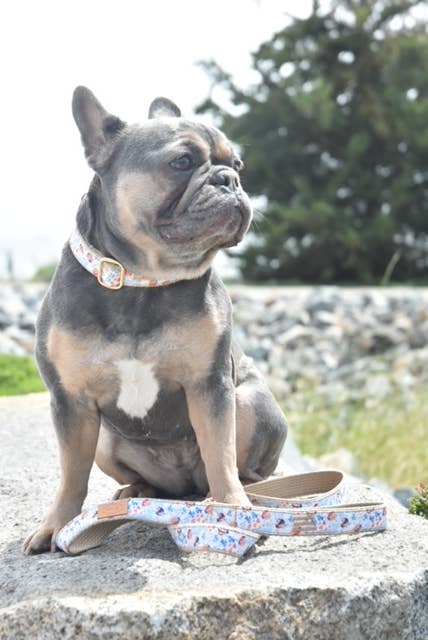 Finnegan’s Standard Goods - Wholesale Pet Collar - Dog - 1 inch Ladybug Collar3