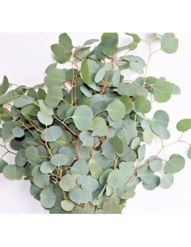 Florasource - Wholesale Fresh Cut Flowers - Eucalyptus Silver Dollar 5 / 10 / 15 / 20 bunches