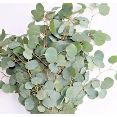 Florasource - Wholesale Fresh Cut Flowers - Eucalyptus Silver Dollar 5 / 10 / 15 / 20 bunches
