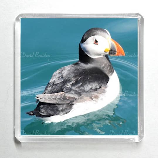 Puffin 16 Magnet - Square for wholesale by David B Pix