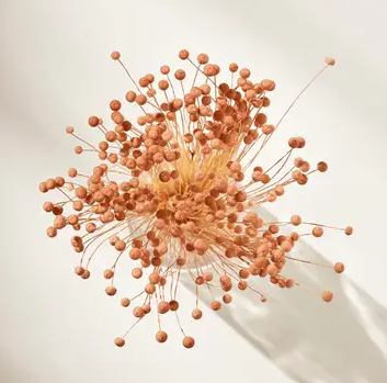 .AVPV. Studio - Vente Fleur séchée/pressée - Boutons roses séchés5