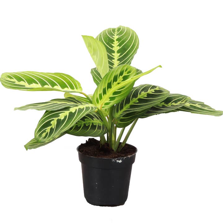 Thorsen's Greenhouse - Wholesale Live Plant - Lemon Lime Prayer Plant - Live Plant