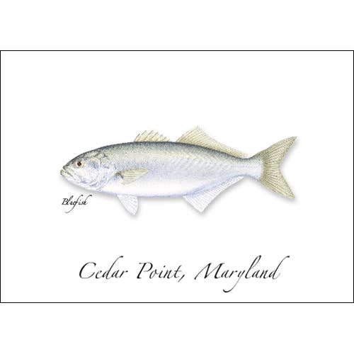 Bluefish for wholesale by Earth Sky + Water