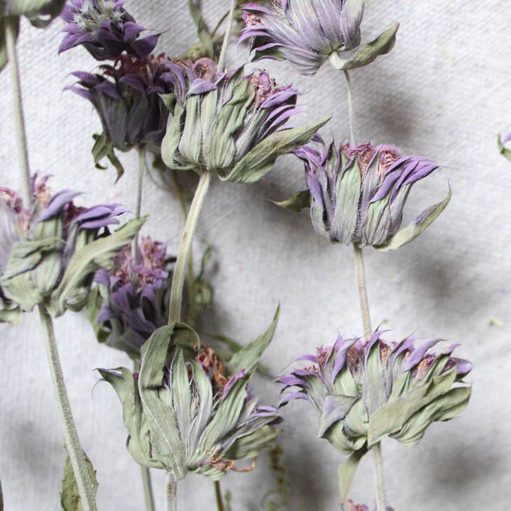 Natural Mint - Lemon (Dried) for wholesale on Faire1