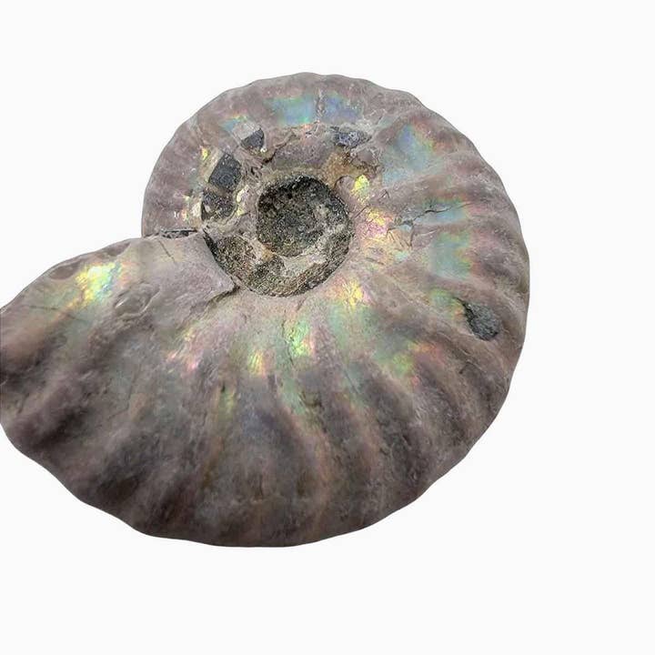 Lapidary Central - Wholesale Spiritual Stone/Crystal - Silver Iridescent Ammonite Fossil! 110 Million Years Old!8