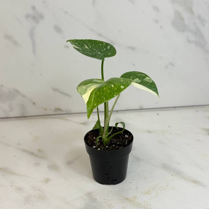 Monstera Thai Constellation TC, 2” Plant for wholesale by The Plant Farm