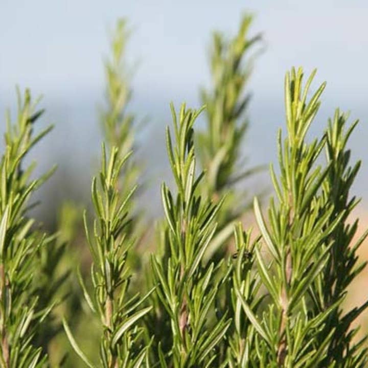 Zia Pia - Wholesale Dried Spice - Organic Sicilian Rosemary by Agricola Filippone