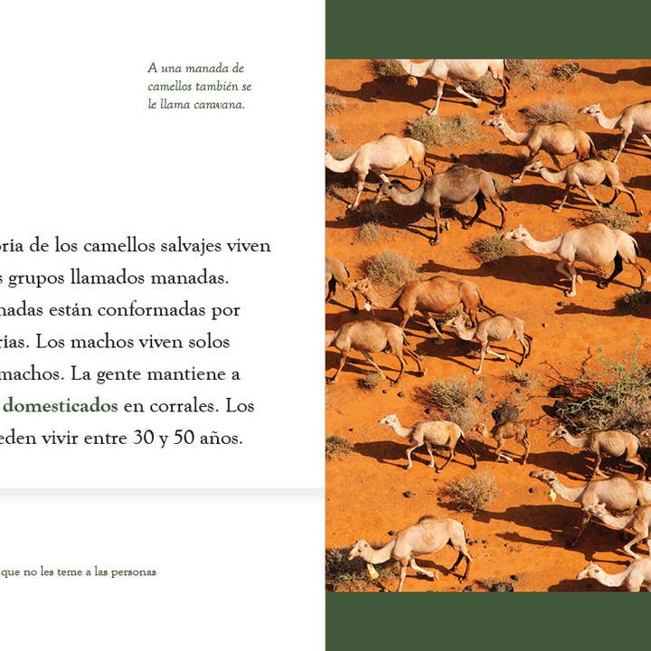 The Creative Company – Engroshandel Bog om natur og friluftsliv – Dyreplanet: Kamelen2