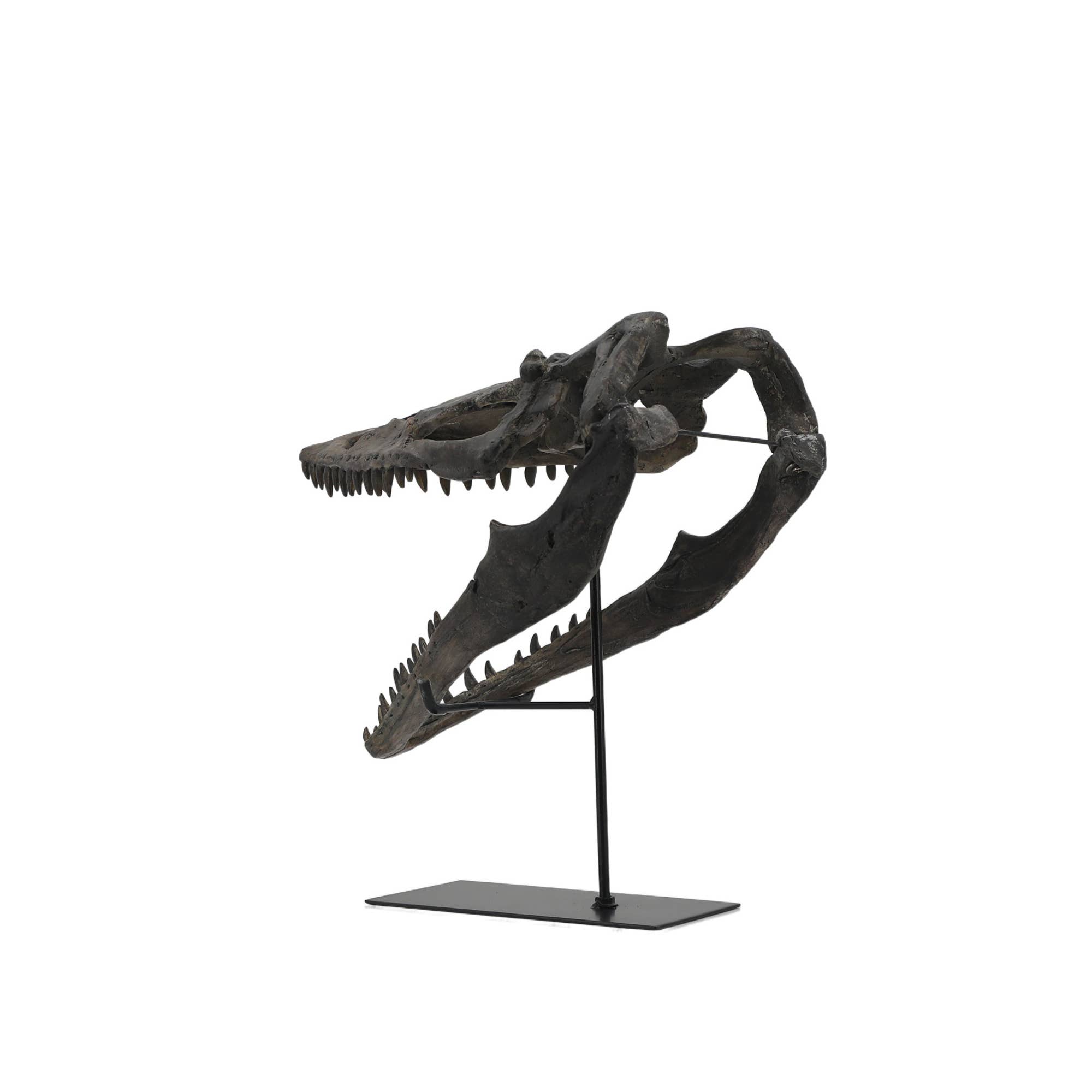 Modern World by Contrast Inc. - Wholesale Decorative Tabletop Object - Plioplatecarpus Dinosaur Skull3