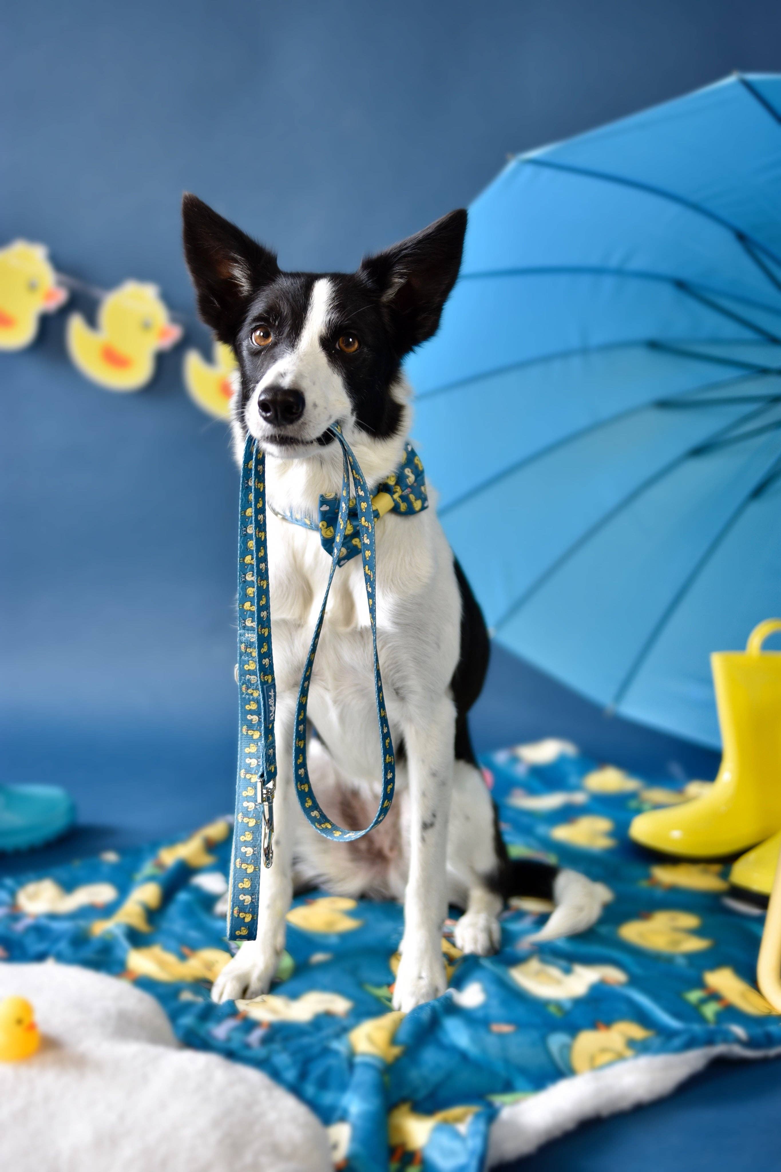 Wuffelliebe - Wholesale Pet Leash - Dog - You Quack me Up - Leash1