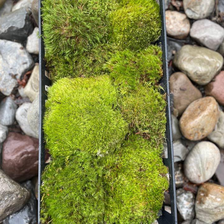 Moss & Stone Gardens - Wholesale Live Plant - Live Mood Moss (1-500 sq ft) - Dicranum scoparium1