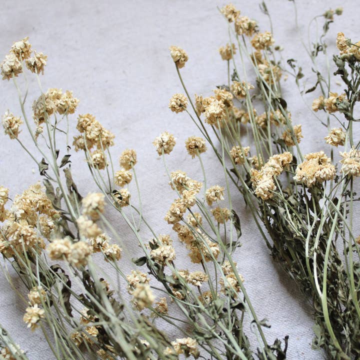 Natural Feverfew - Dried for wholesale on Faire