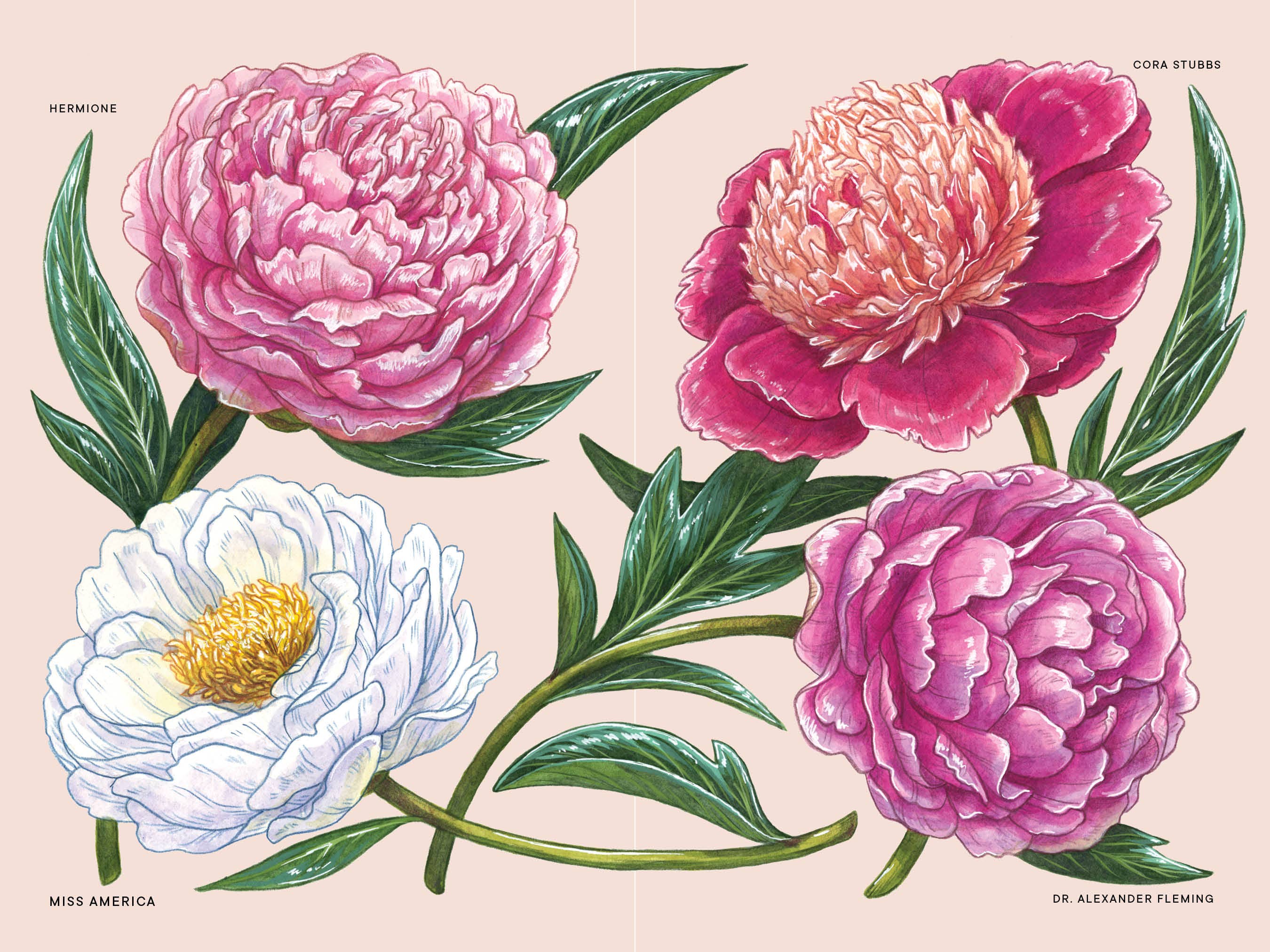 Paige Tate & Co. - Vendita all'ingrosso Natura e attività all'aria aperta - Un piccolo libro di fiori: Peonie (Formato da calza)7