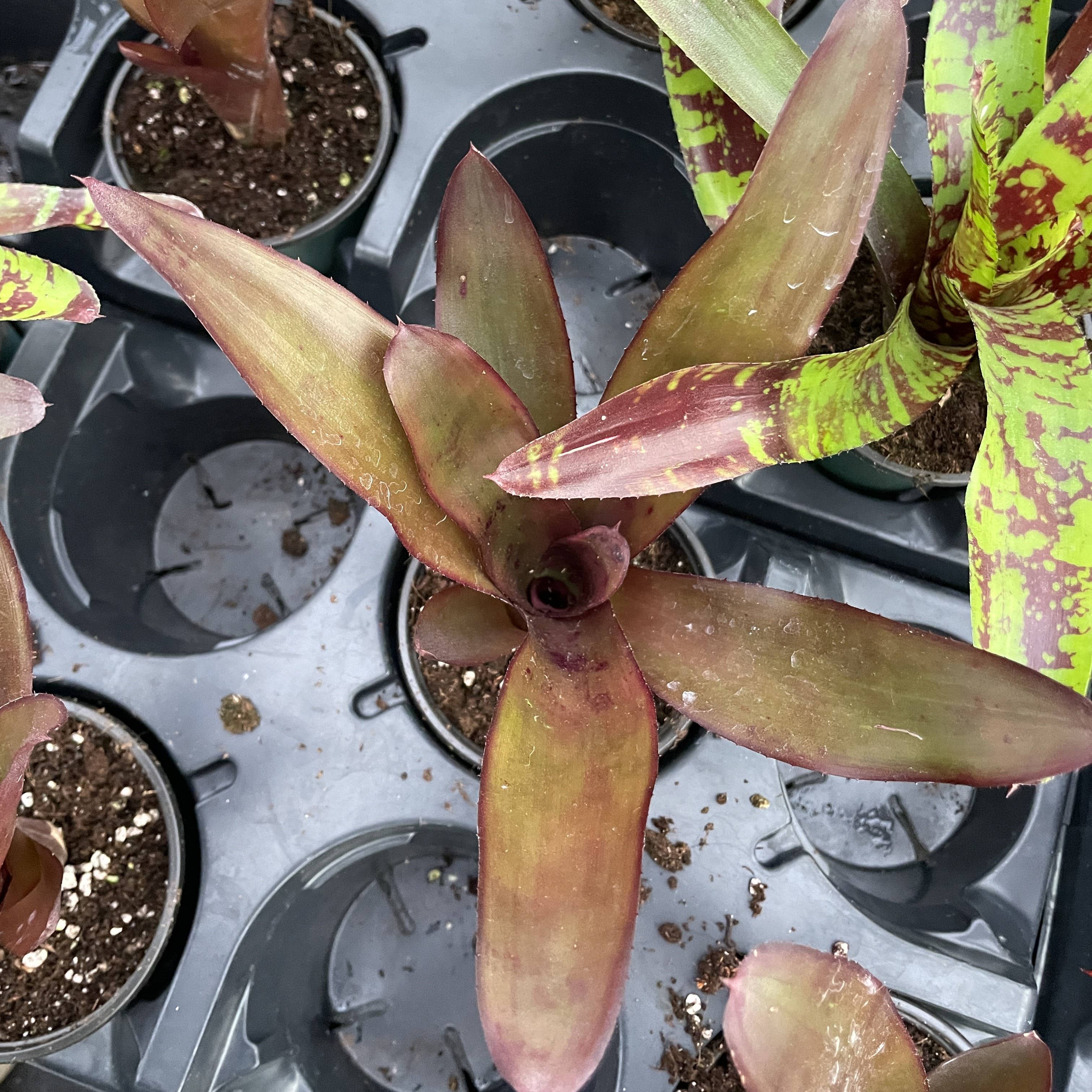 Thorsen's Greenhouse - Wholesale Live Plant - Bromeliad Neoregelia 'Neos' - Live Plant - Assorted10