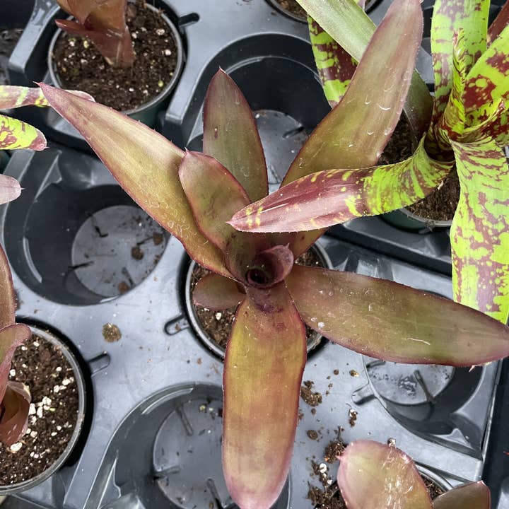 Thorsen's Greenhouse - Vente Plante - Broméliacée Neoregelia 'Neos' - Plante vivante - Assortie10