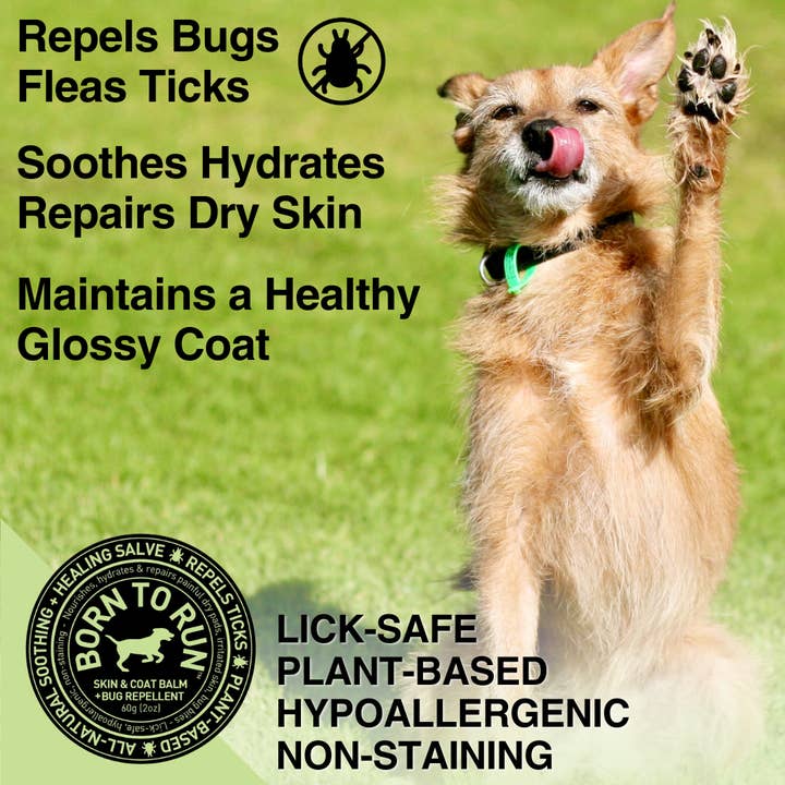 BORN TO RUN DOGS - Wholesale Pet Balm - Dog - SKIN & COAT Healing Balm w/ Bug Repellent Organic 60g (2oz)