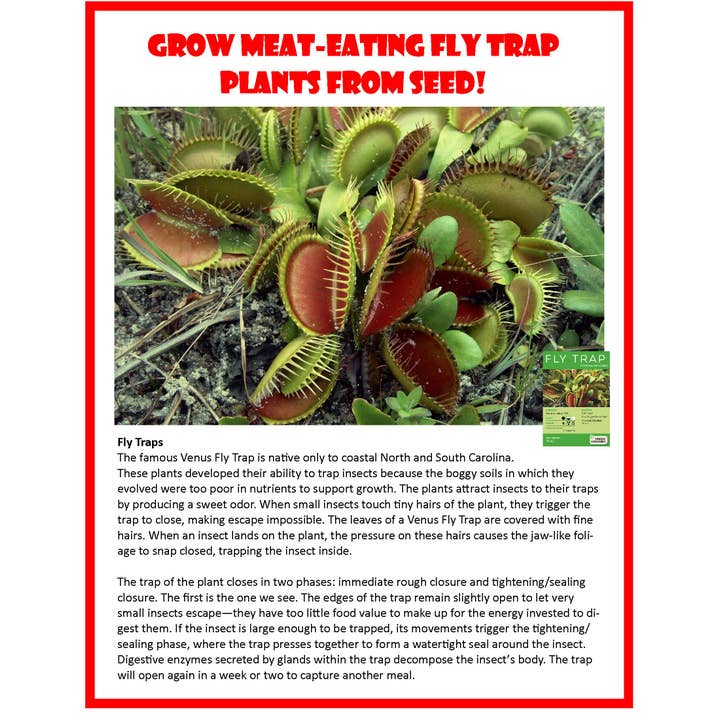 Silver Circle Products - Vente Terrariums - Kit de graines pour terrarium en verre Flytraps6