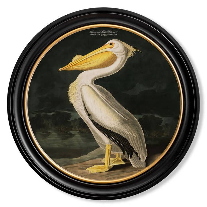 T A Interiors Wall Art & Mirrors – wholesale Art print – c.1838 Audubon's Birds of America in Round Frames2