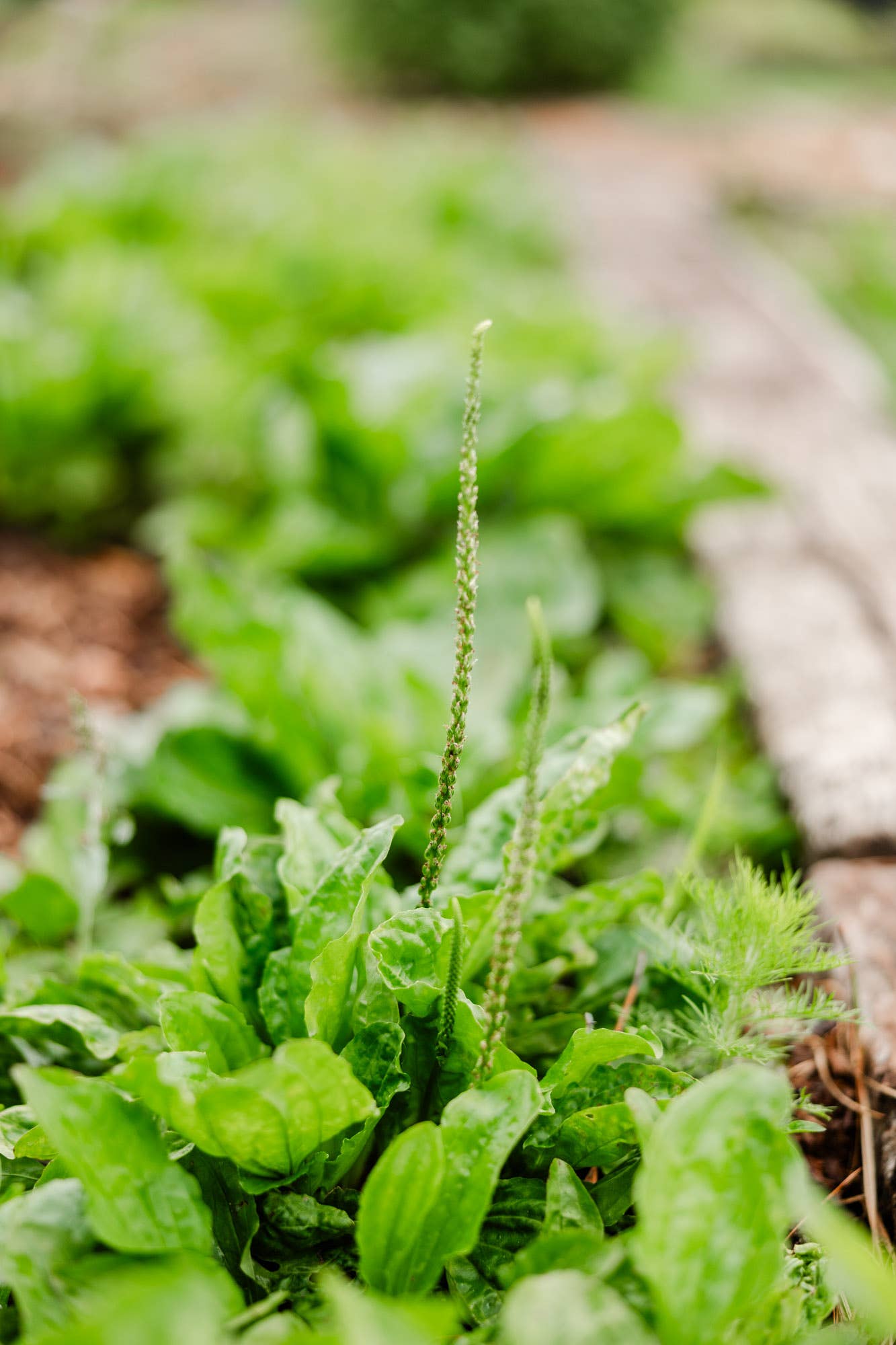 Reedwood Naturals - Wholesale Healing Salve/Balm/Cream - Plantain Salve2