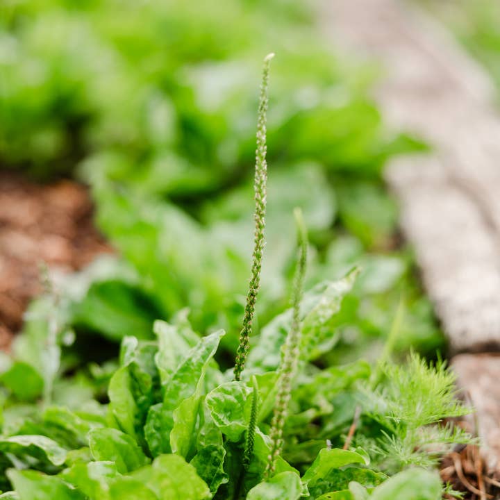 Reedwood Naturals - Wholesale Healing Salve/Balm/Cream - Plantain Salve2