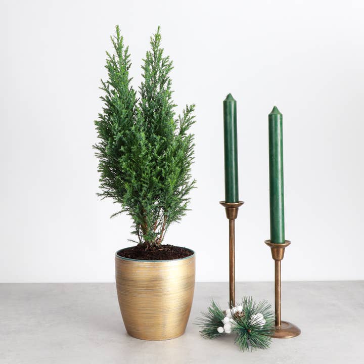 Thorsen's Greenhouse - Wholesale Live Plant - Cypress Tree - 4" Live Plant