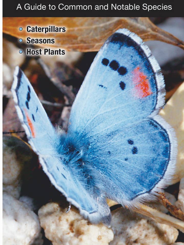 Butterflies of Southern California for wholesale by Quick Reference Publishing, Inc