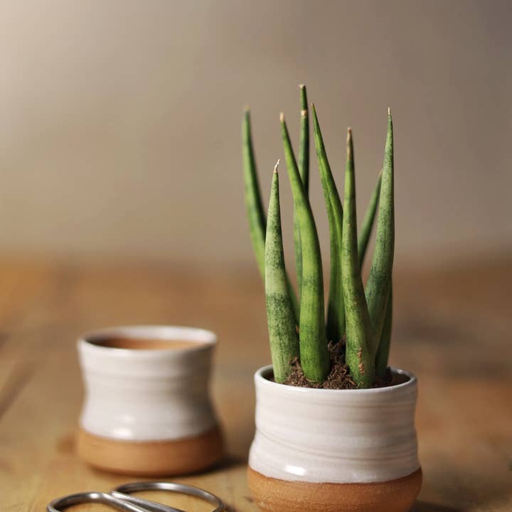 Gravesco Pottery - Wholesale Plant pot - Assorted Small Planter Pots | White 2 inch handmade7