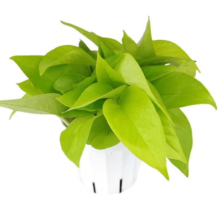 Best Plant Friend - Vente Plante - Pothos Neon - Plantes Pothos - Plantes d'intérieur vivantes - Pot de 4/6 po