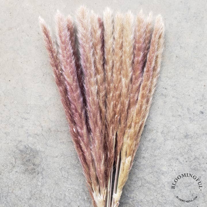 BLOOMINGFUL.COM - Wholesale Dried/Pressed Flowers - Dried Pampas Grass, 24-28" Small - Natural Brown (033)