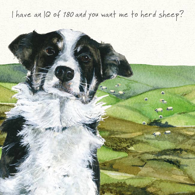 The Little Dog Laughed - Wholesale Everyday Greeting Card - Border Collilie Greeting Card