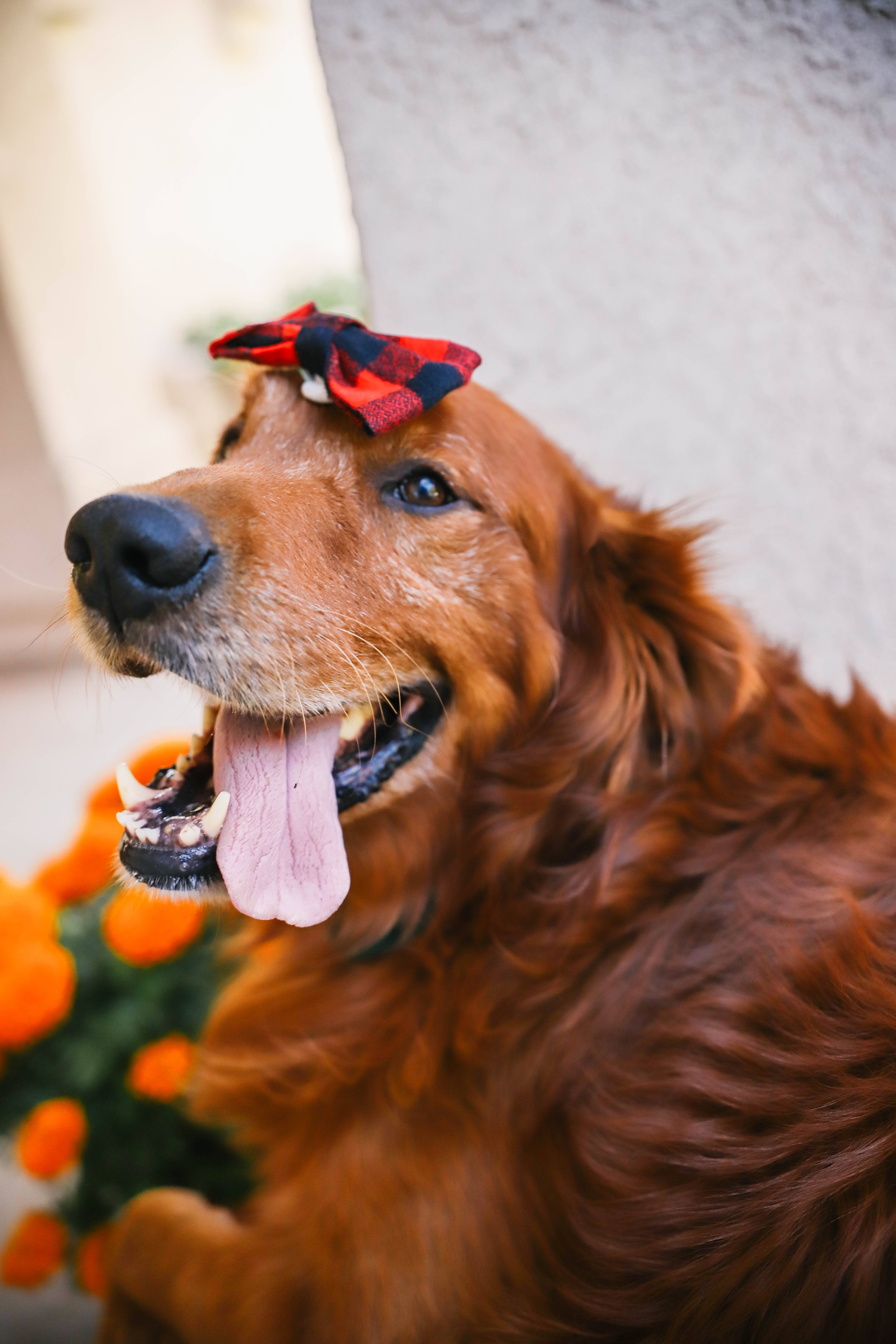 Mimi Green - Vente Nœud papillon – chien - Nœud papillon pour chien Buffalo Plaid (5 couleurs !)2